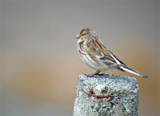 …and there will be flocks of Twite to distract us.